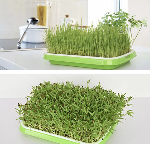 Double-layer Seedling Tray